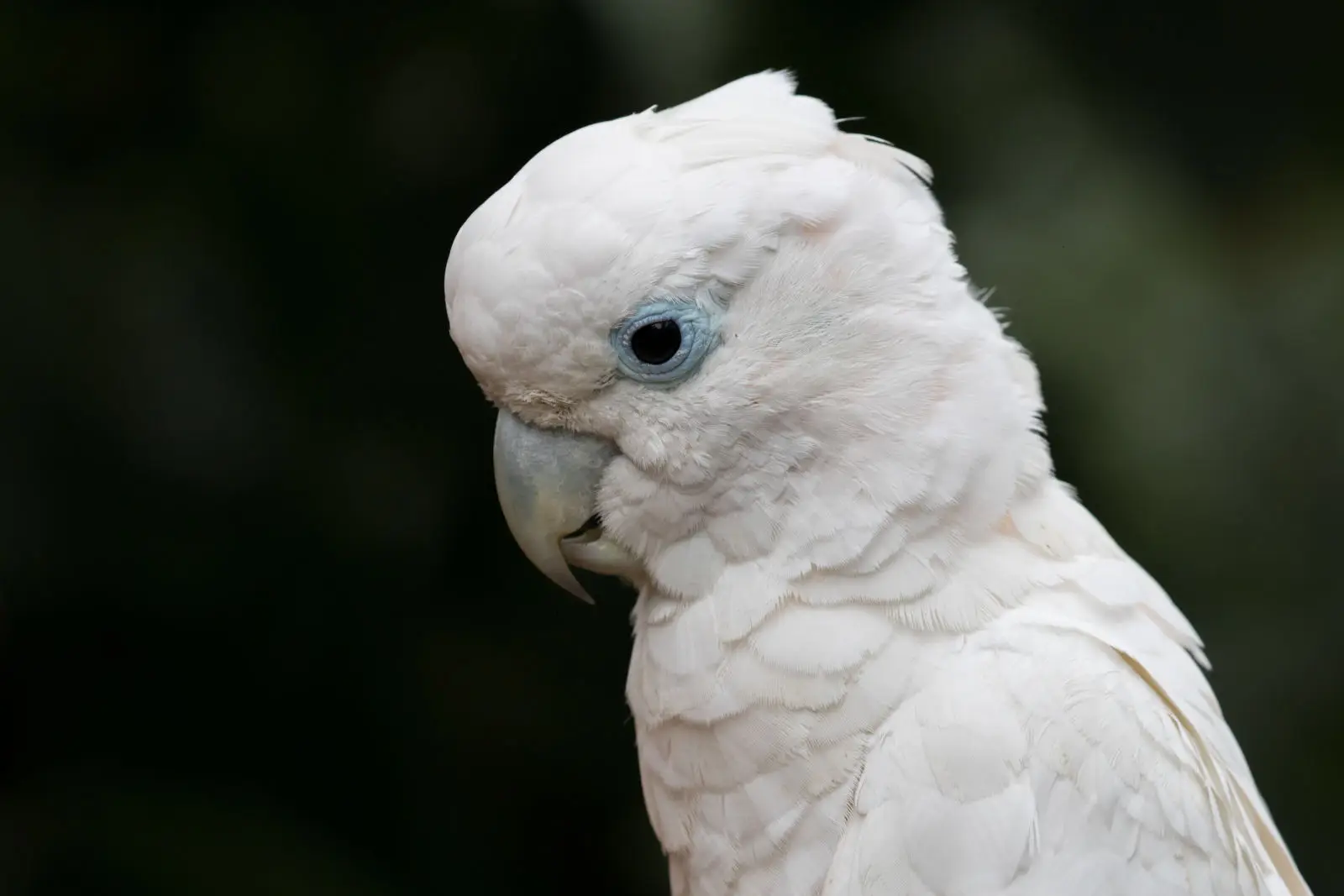 White-Cockatoo 03
