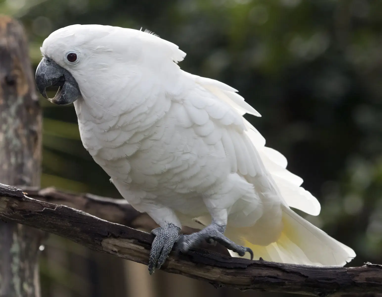 White-Cockatoo 04