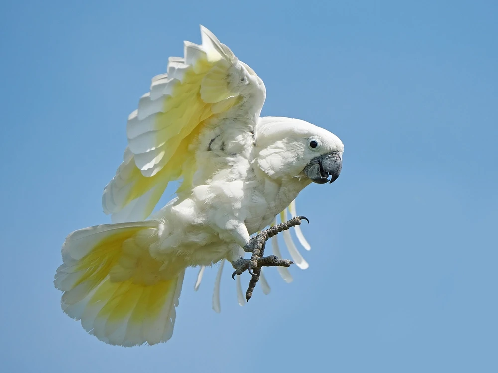White-Cockatoo 05