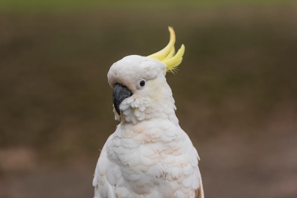 White-Cockatoo 07
