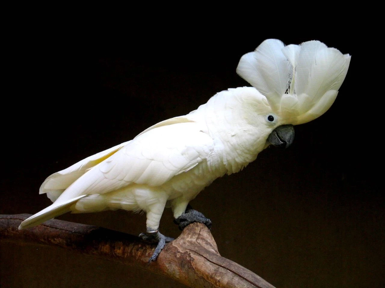 White-Cockatoo 08