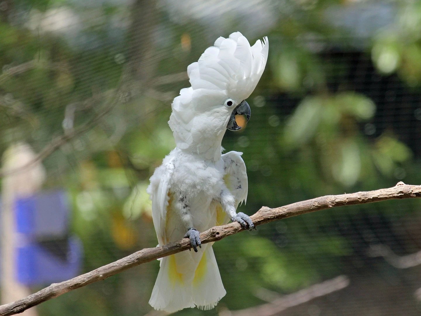 White-Cockatoo 09