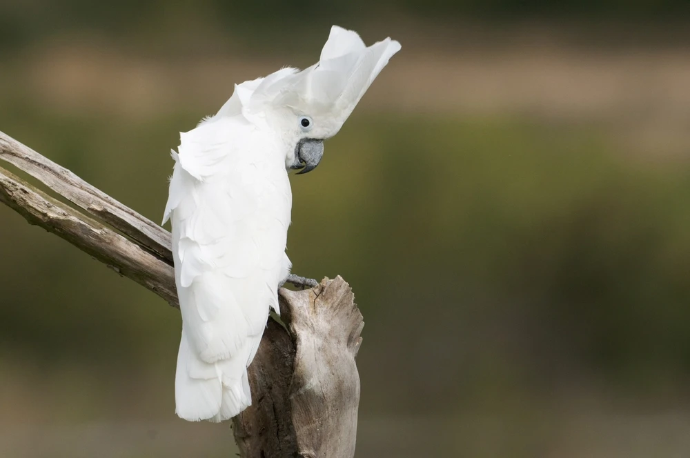 White-Cockatoo 10