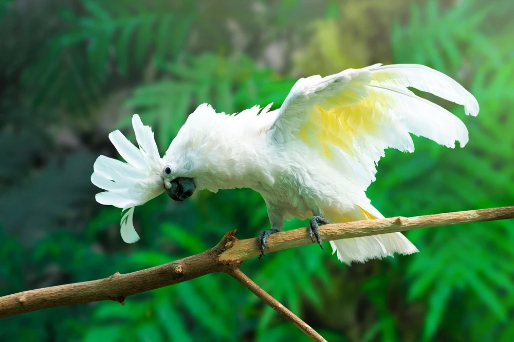 White-Cockatoo 11