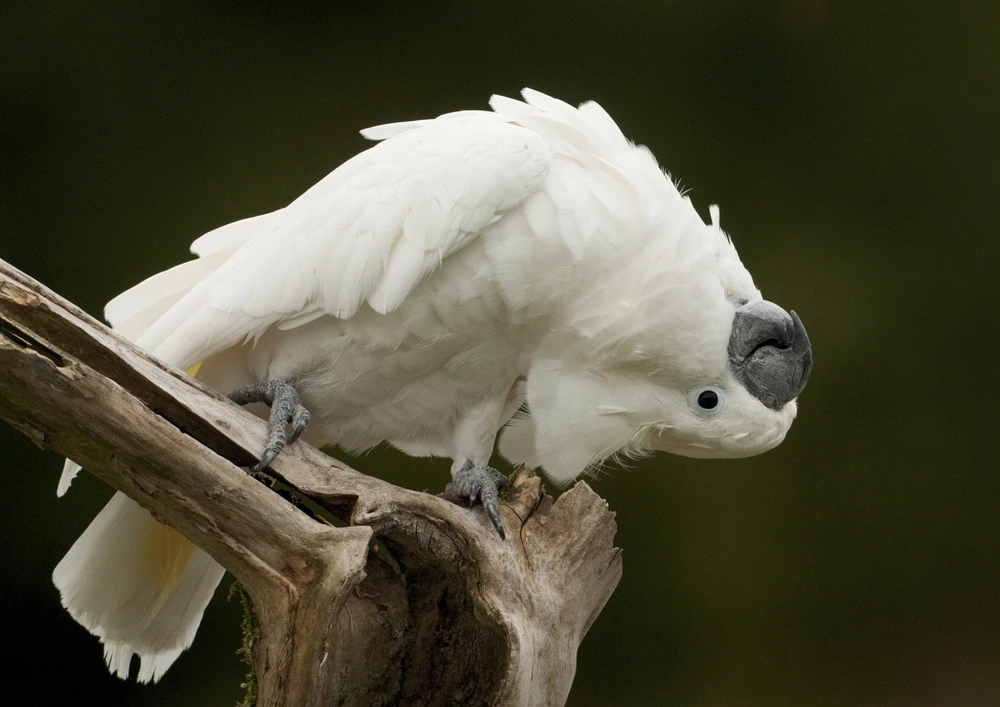 White-Cockatoo 12