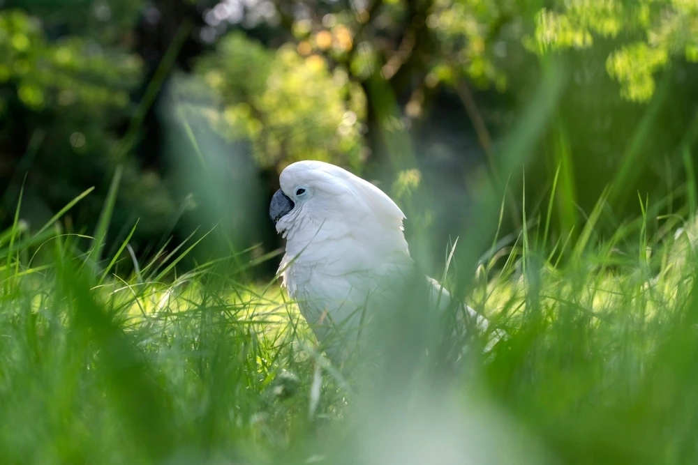 White-Cockatoo 13