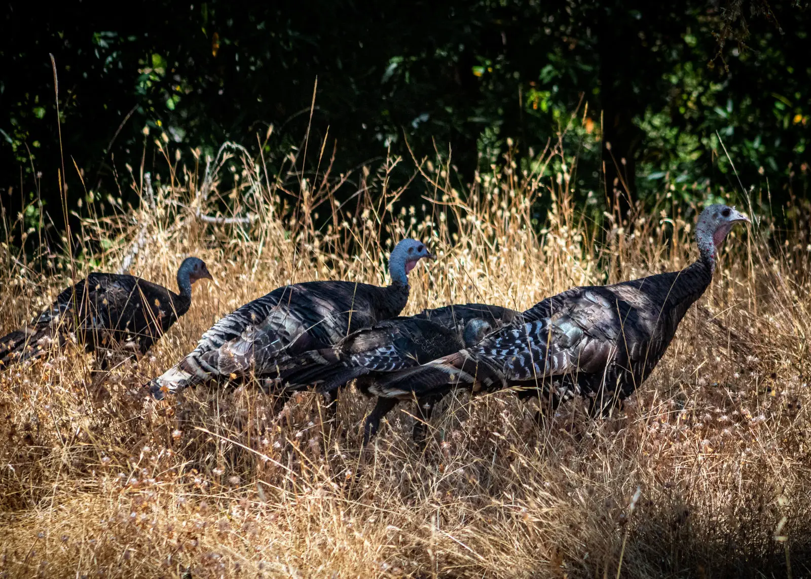Wild-Turkey 02