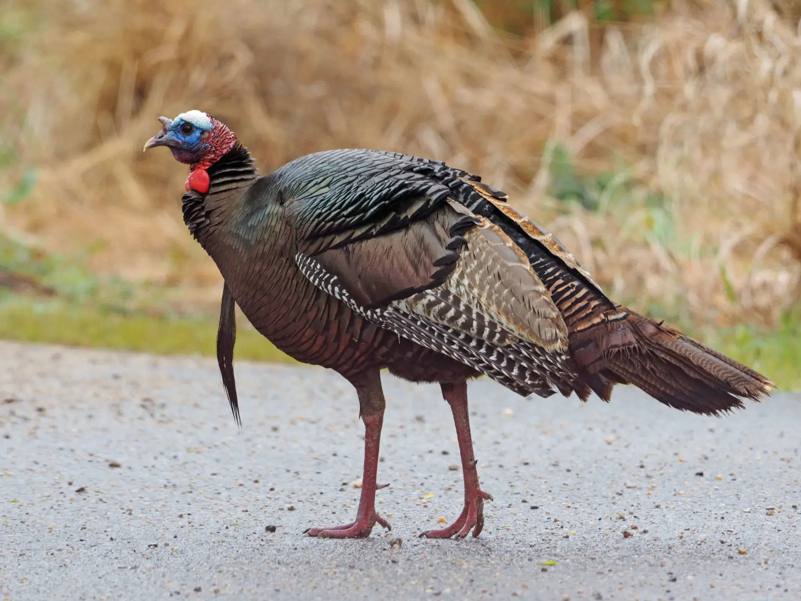 Wild-Turkey 03