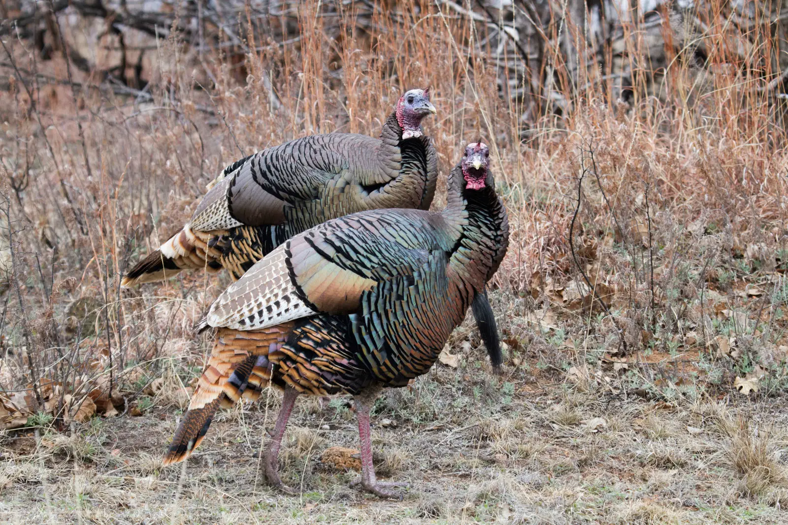 Wild-Turkey 04