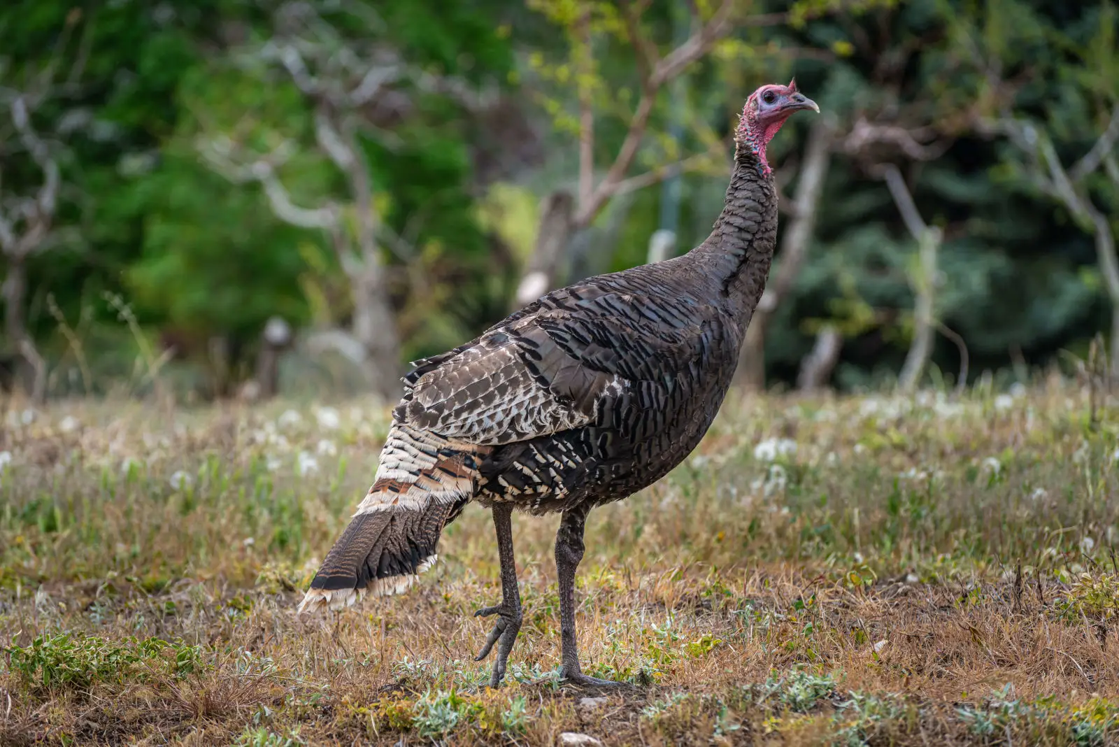 Wild-Turkey 05