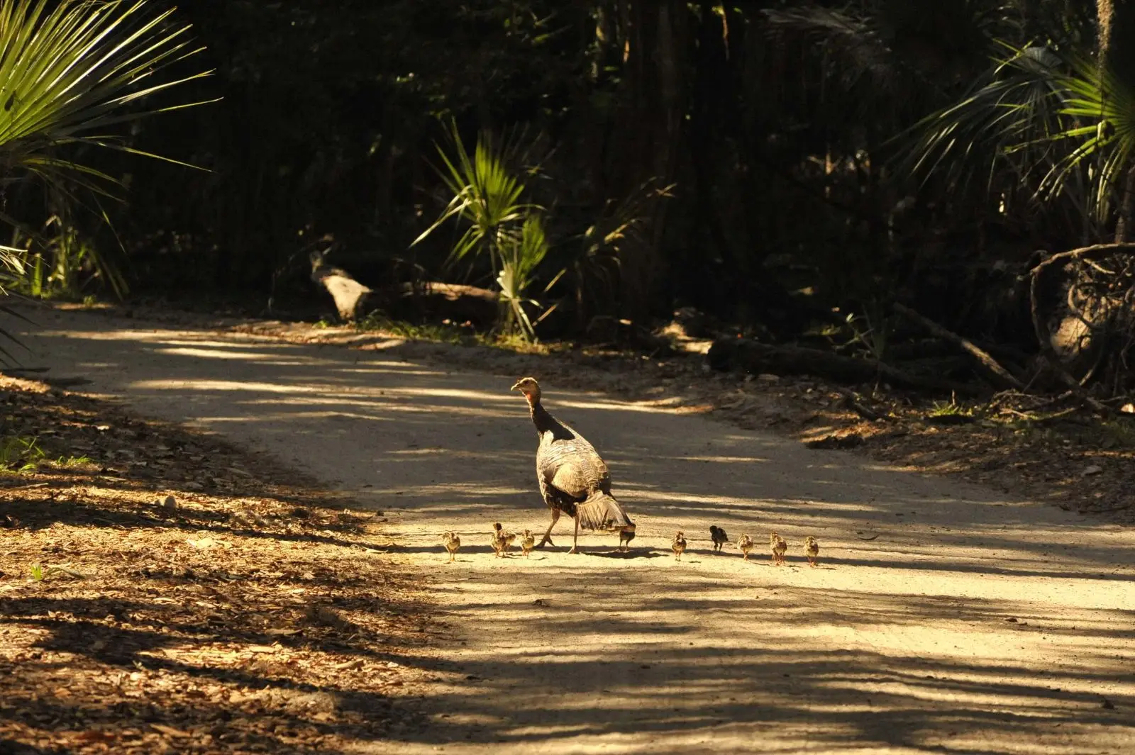 Wild-Turkey 06