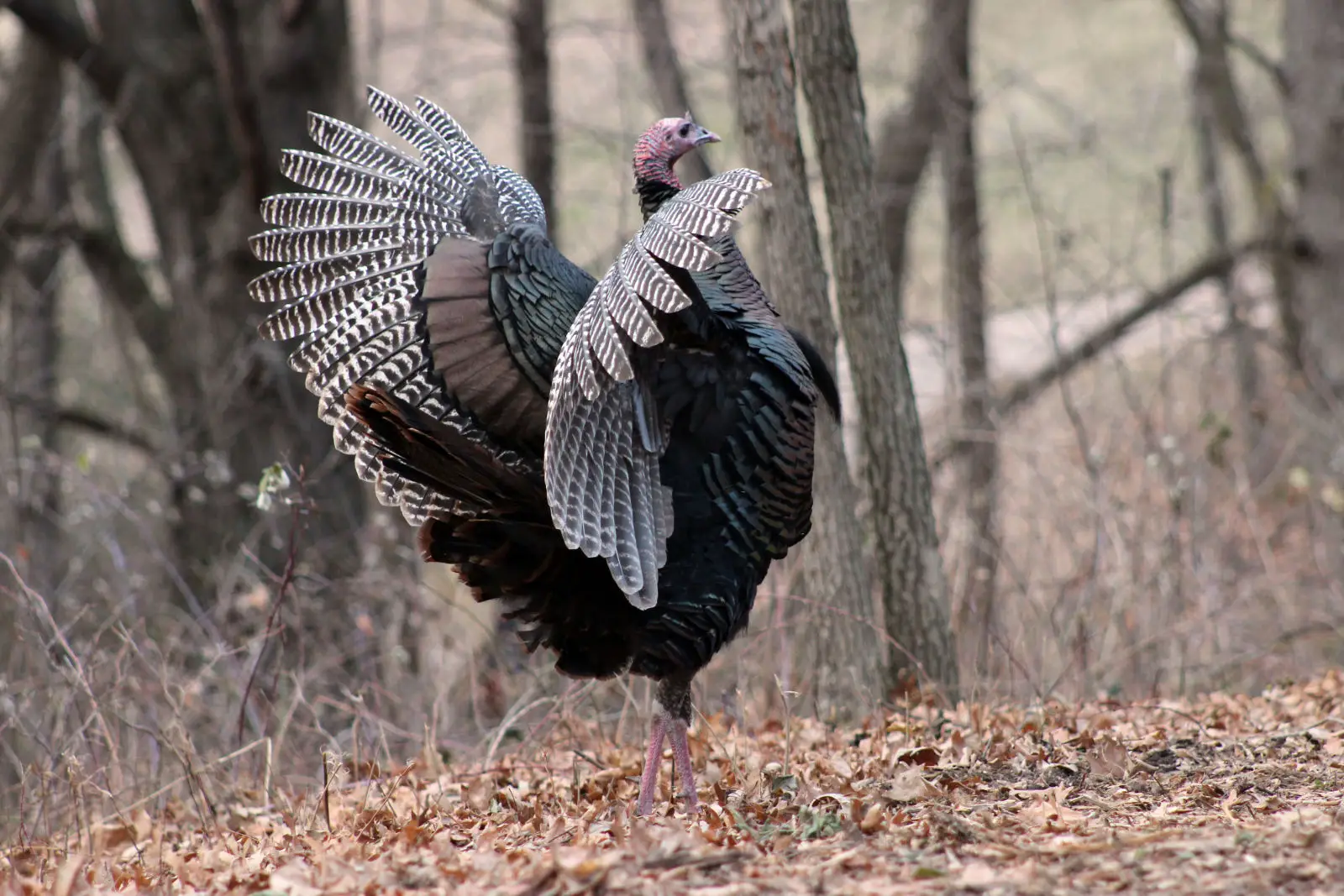 Wild-Turkey 07
