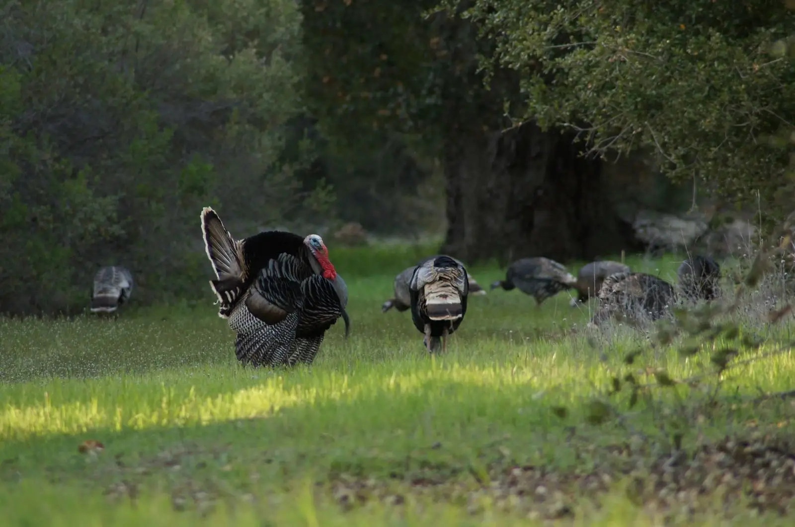 Wild-Turkey 08