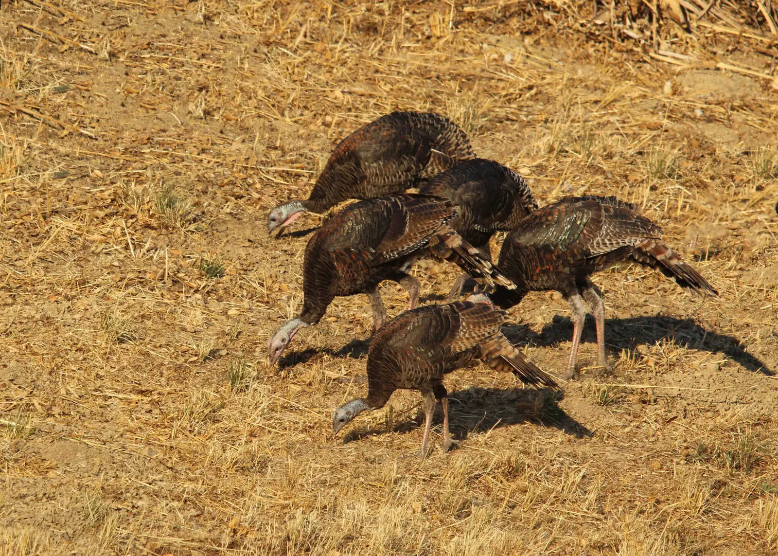 Wild-Turkey 09