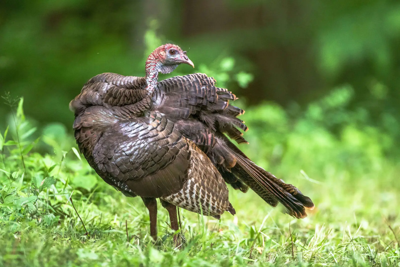 Wild-Turkey 10