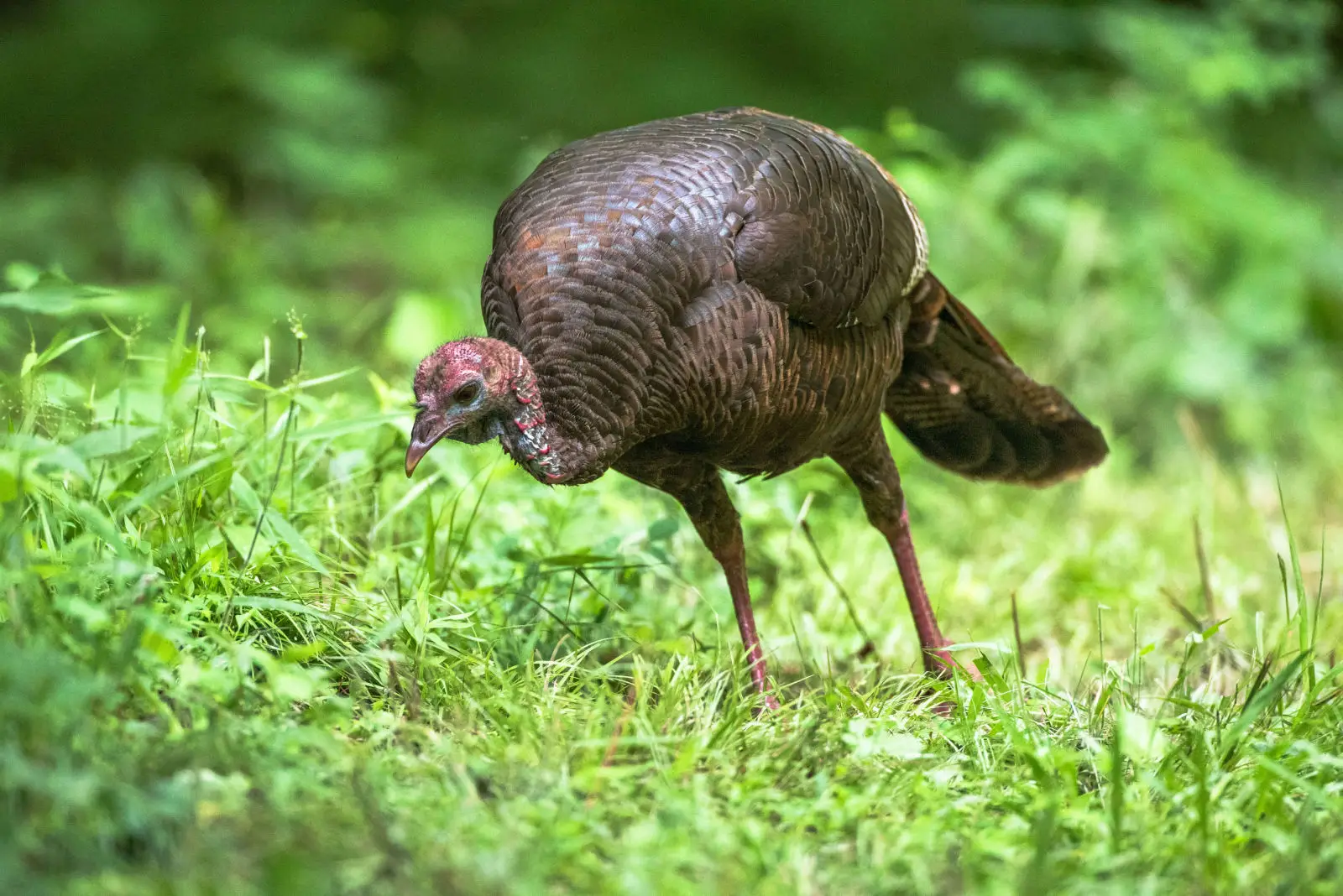 Wild-Turkey 11