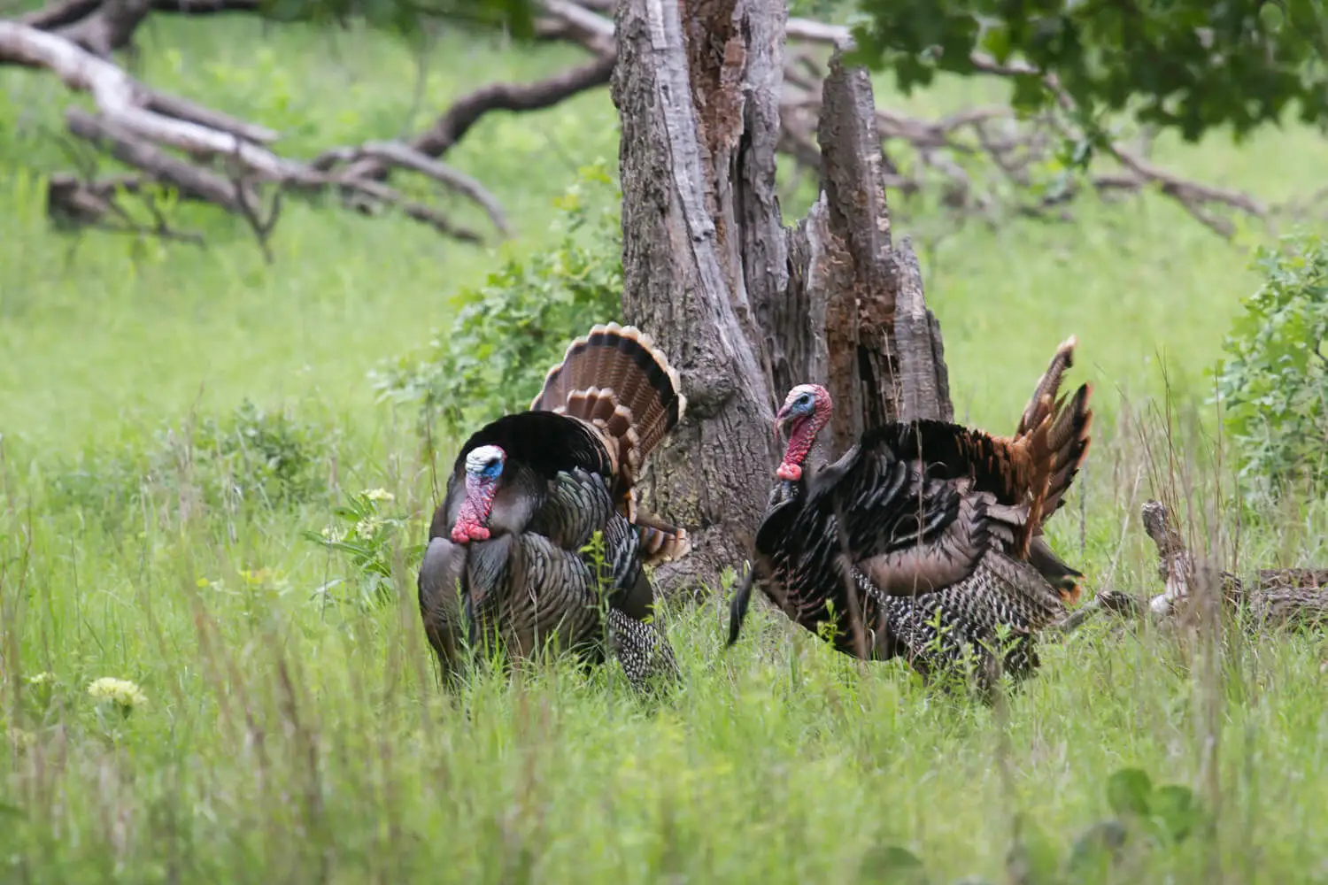 Wild-Turkey 12