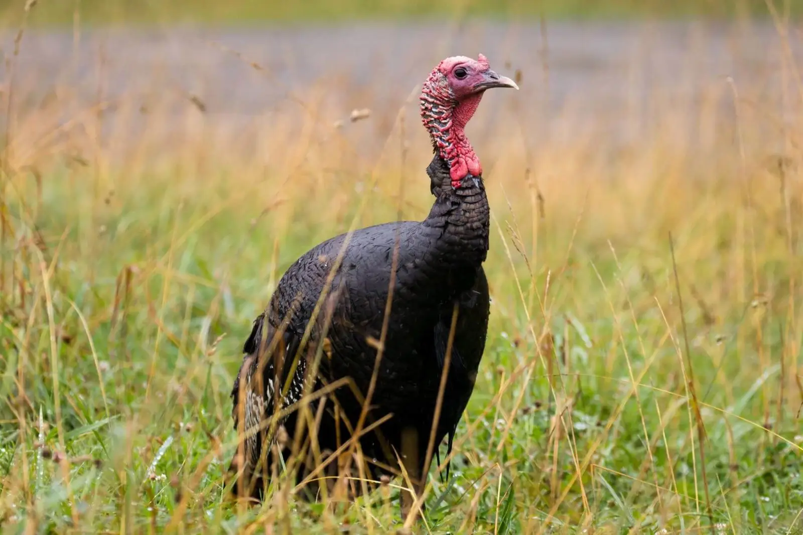 Wild-Turkey 13