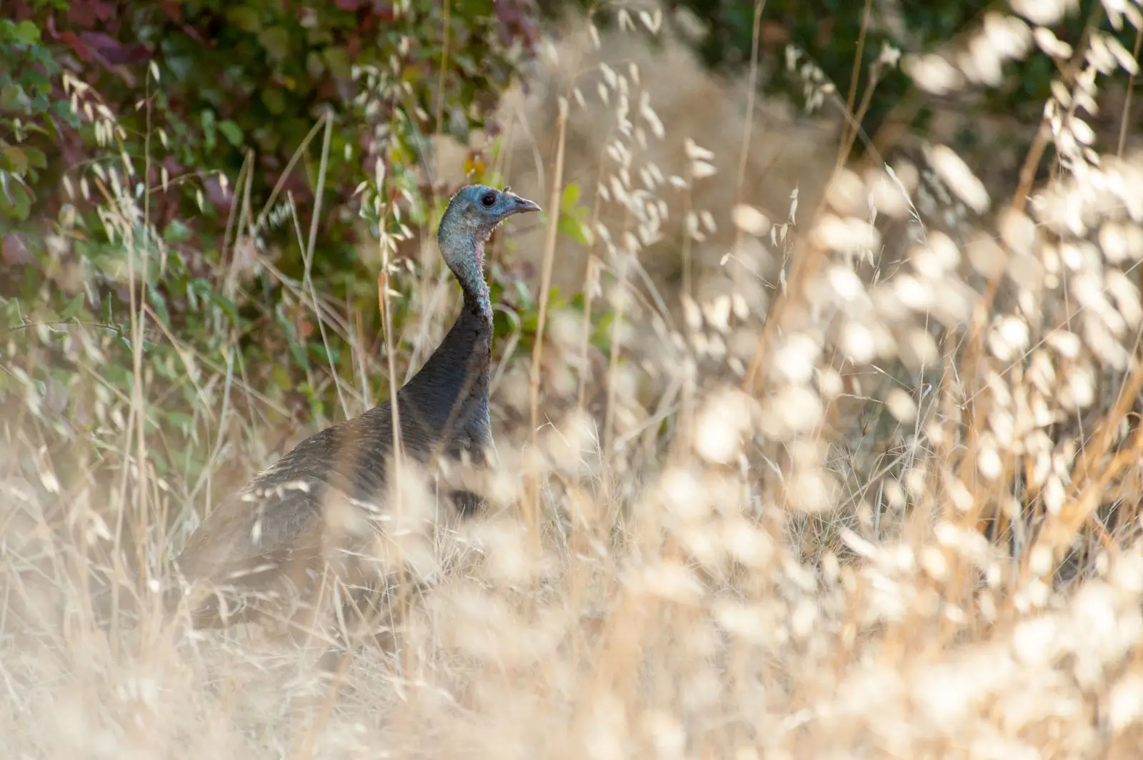 Wild-Turkey 14