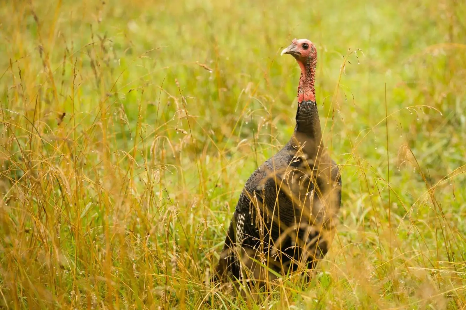 Wild-Turkey 15