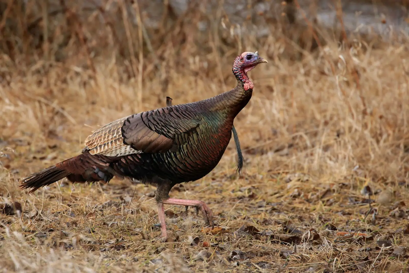 Wild-Turkey 16