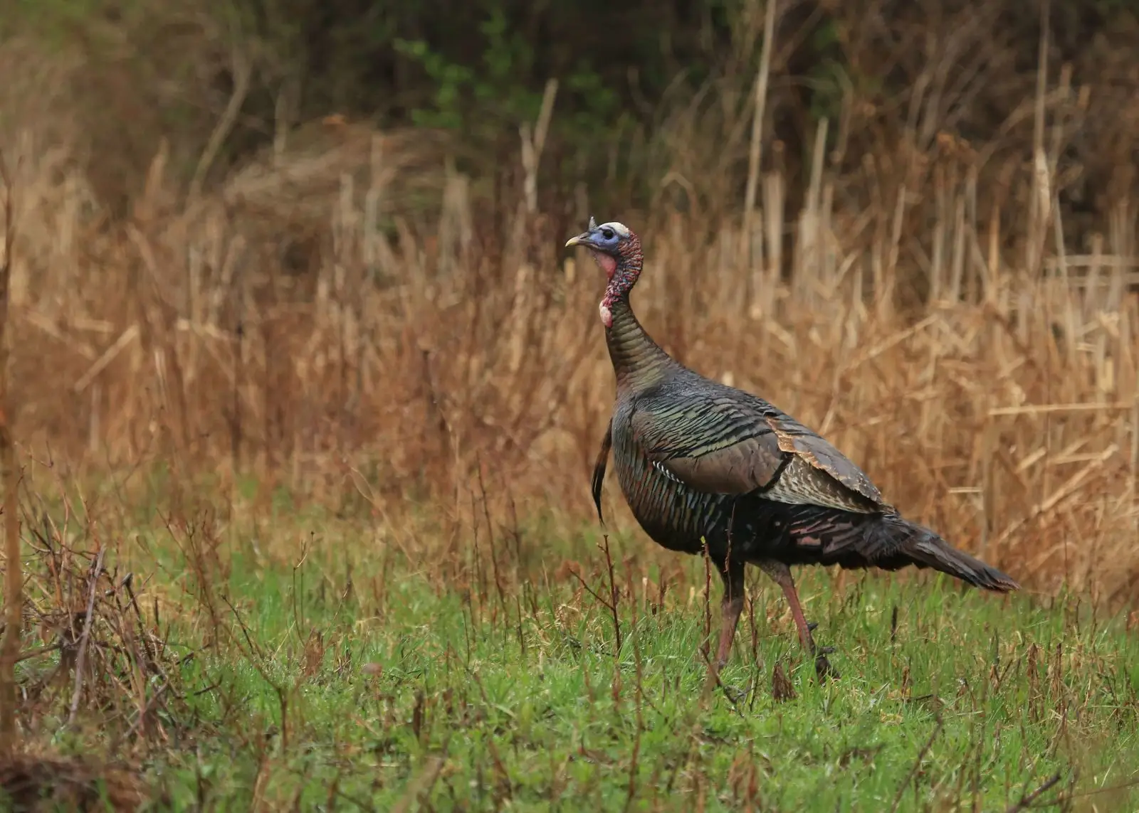 Wild-Turkey 17