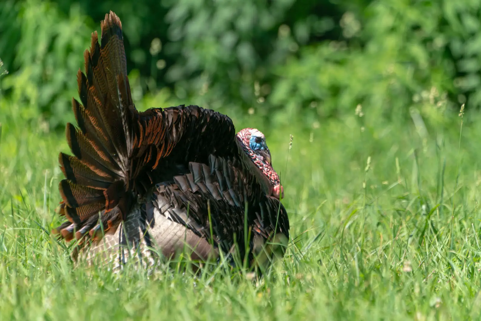 Wild-Turkey 18