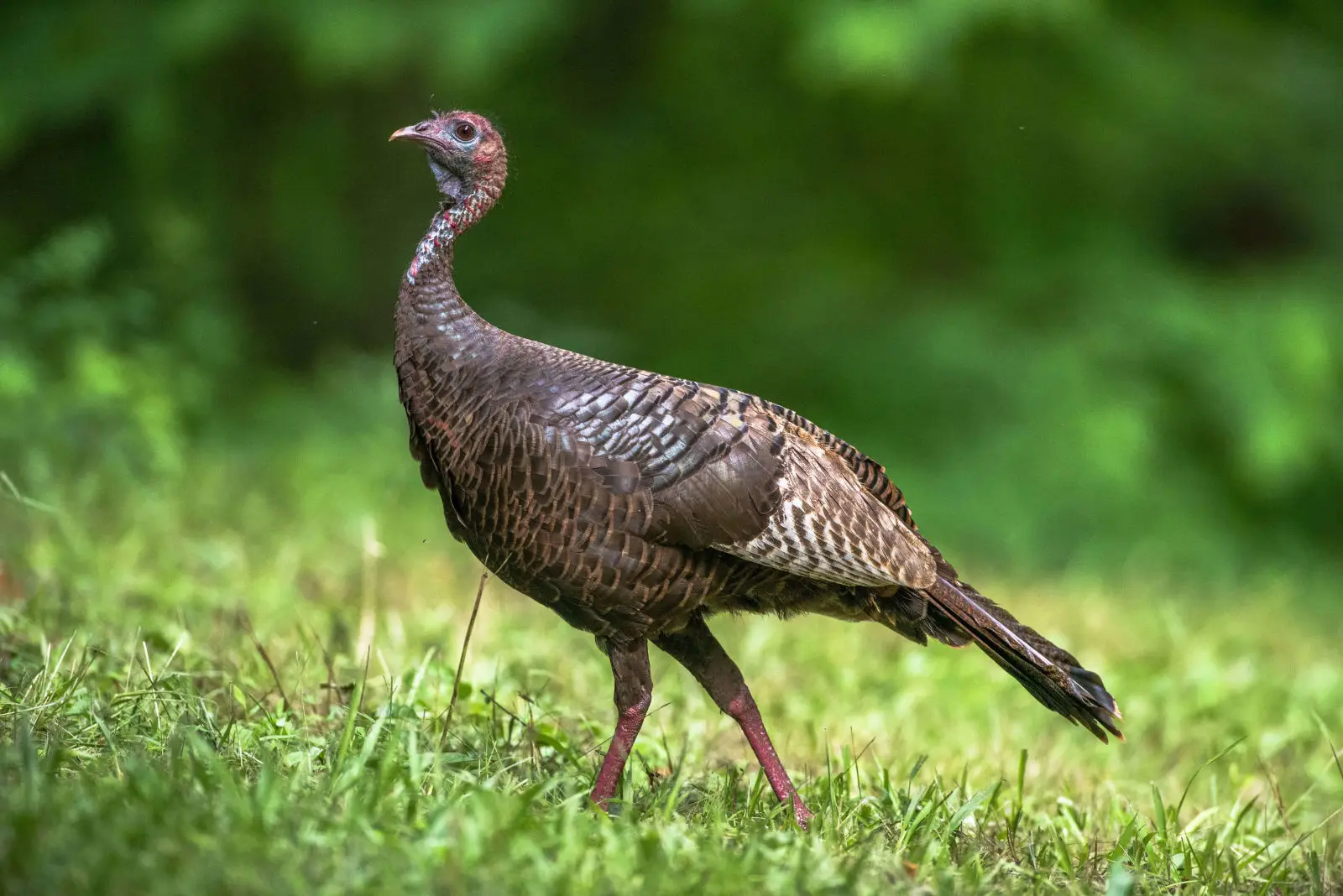 Wild-Turkey 20