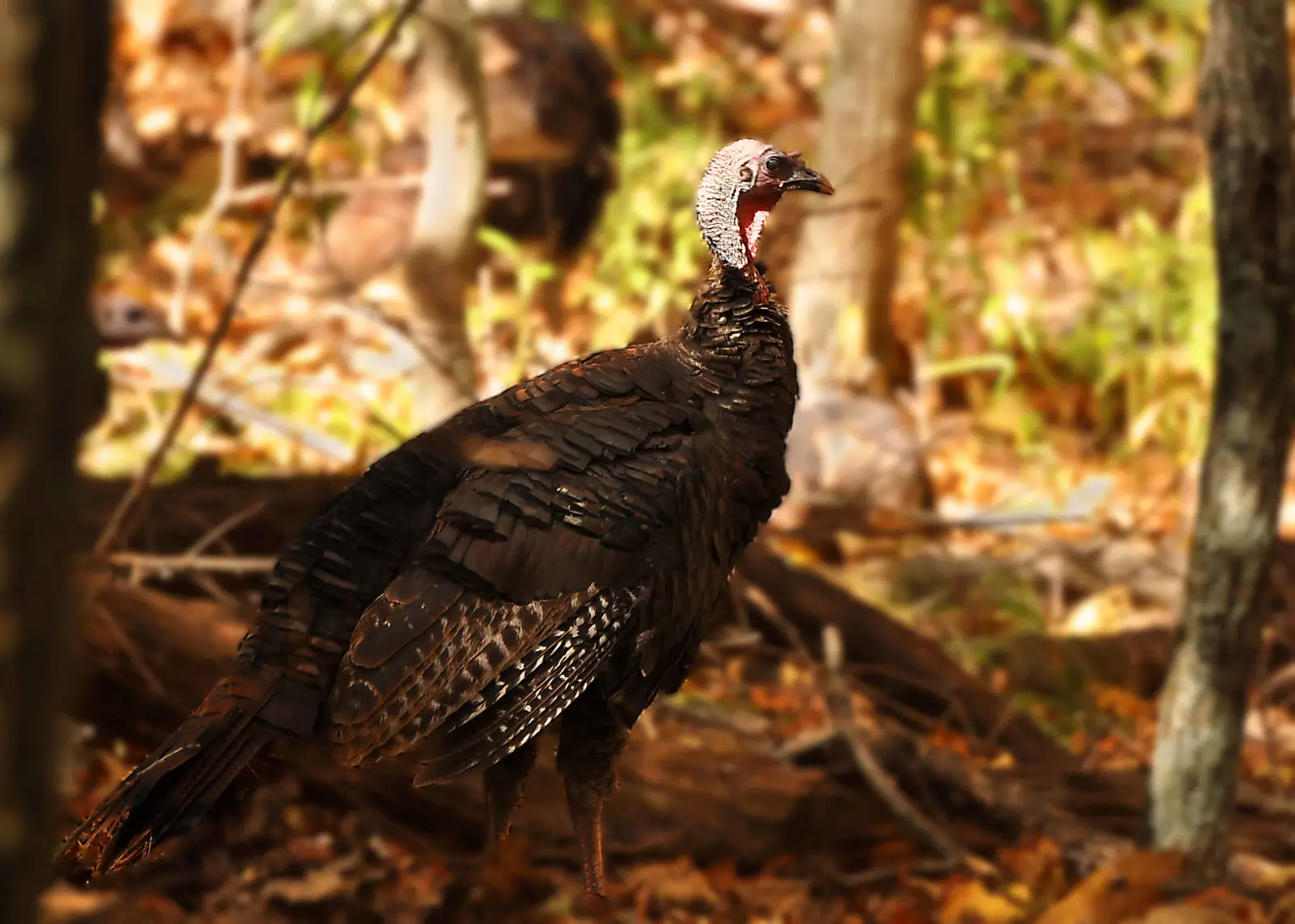 Wild-Turkey 21