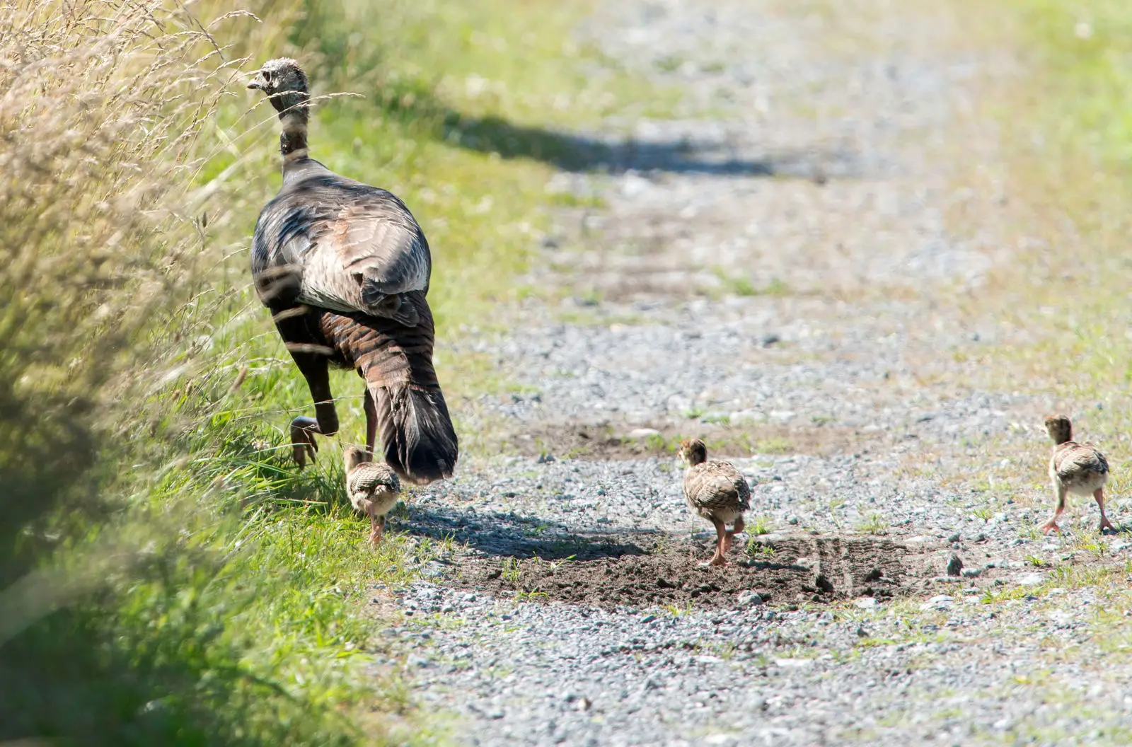 Wild-Turkey 22