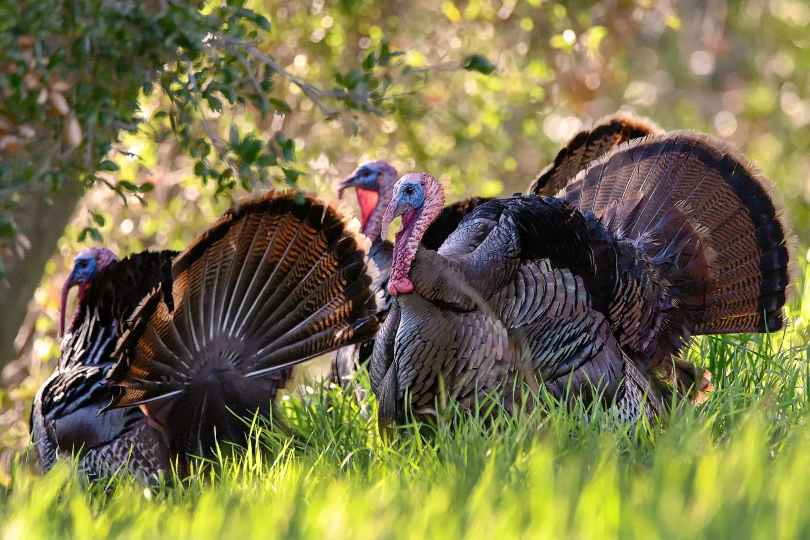 Wild-Turkey 23