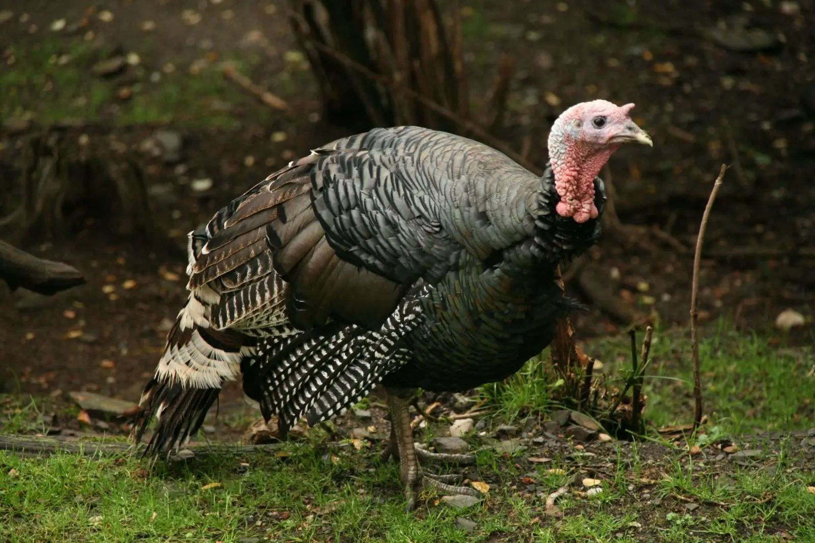 Wild-Turkey 24