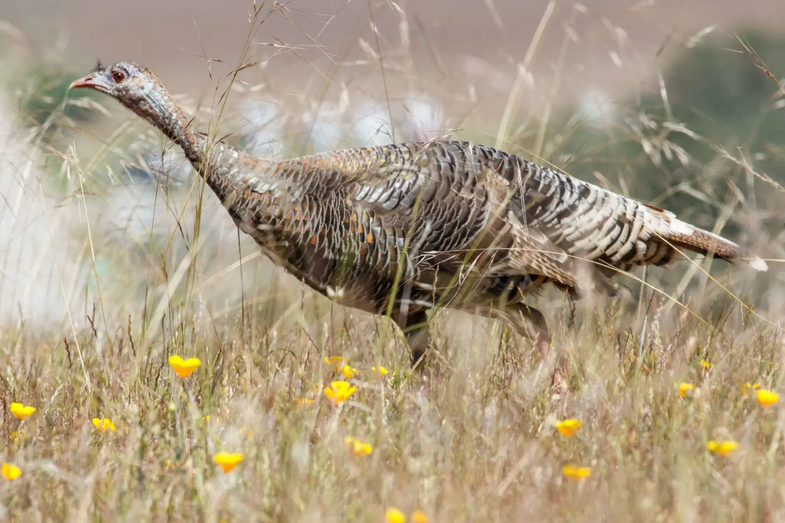Wild-Turkey 25