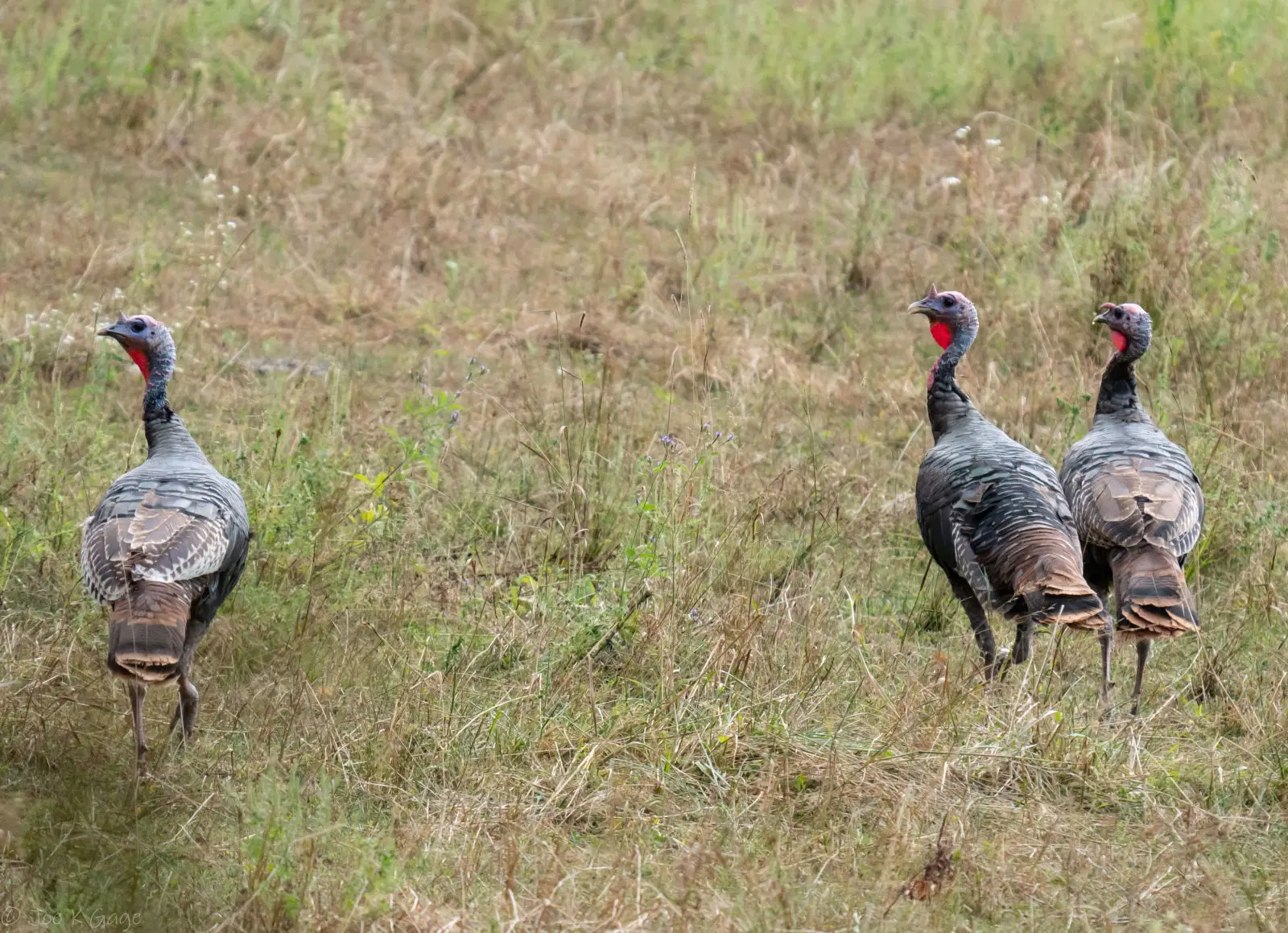 Wild-Turkey 26