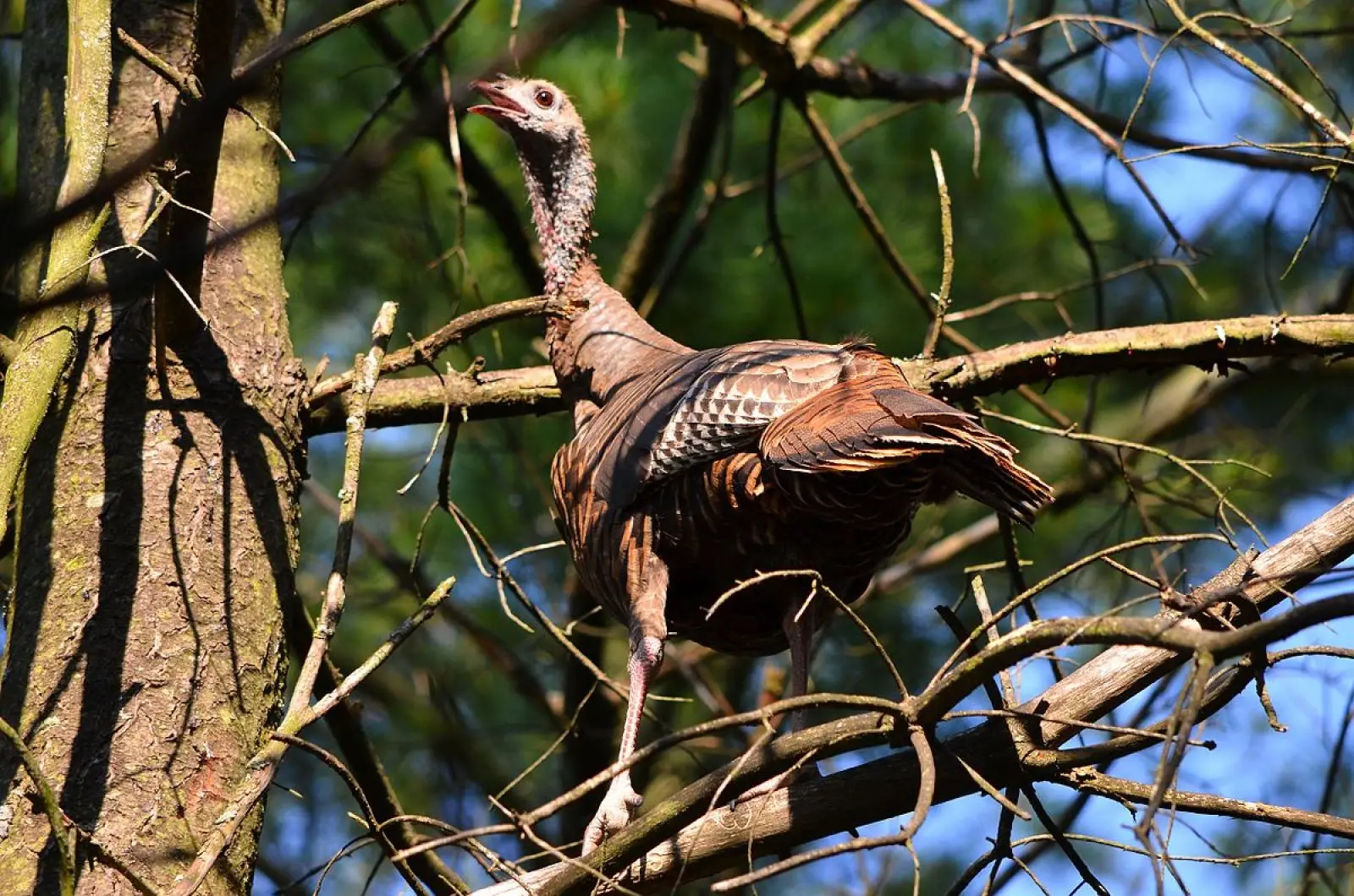 Wild-Turkey 27