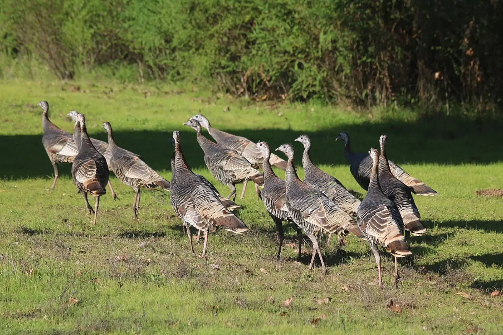 Wild-Turkey 28