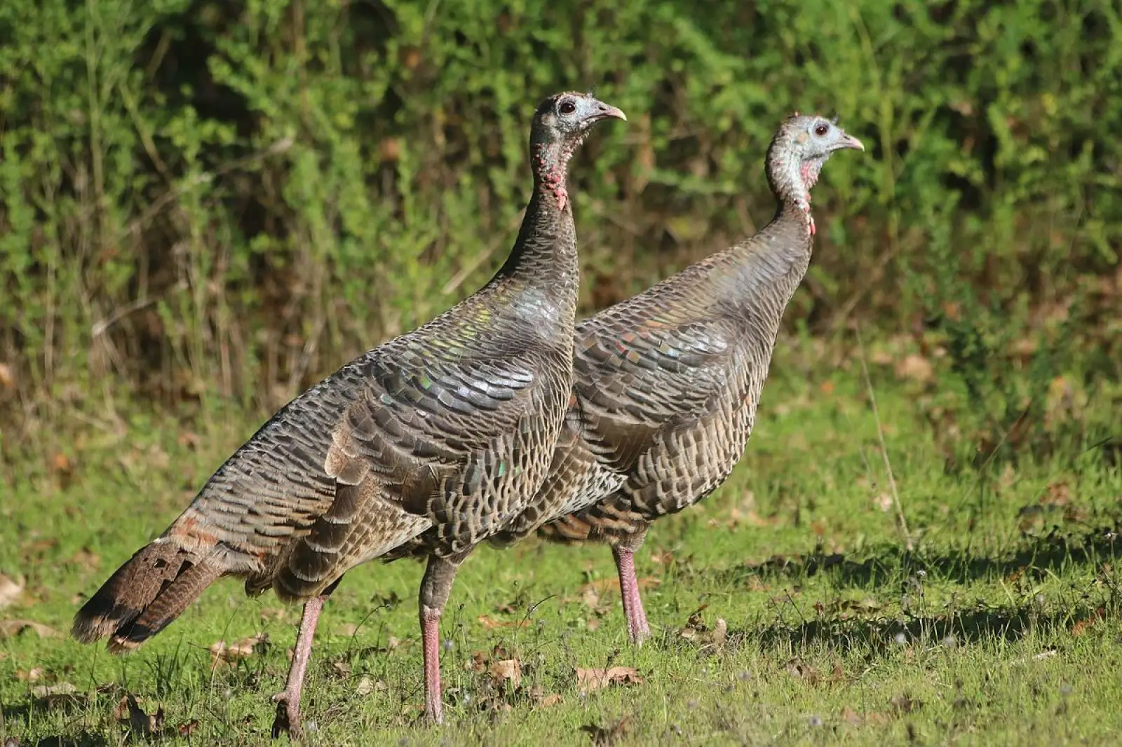 Wild-Turkey 29