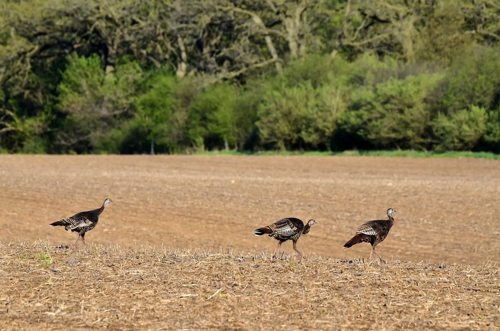 Wild-Turkey 30
