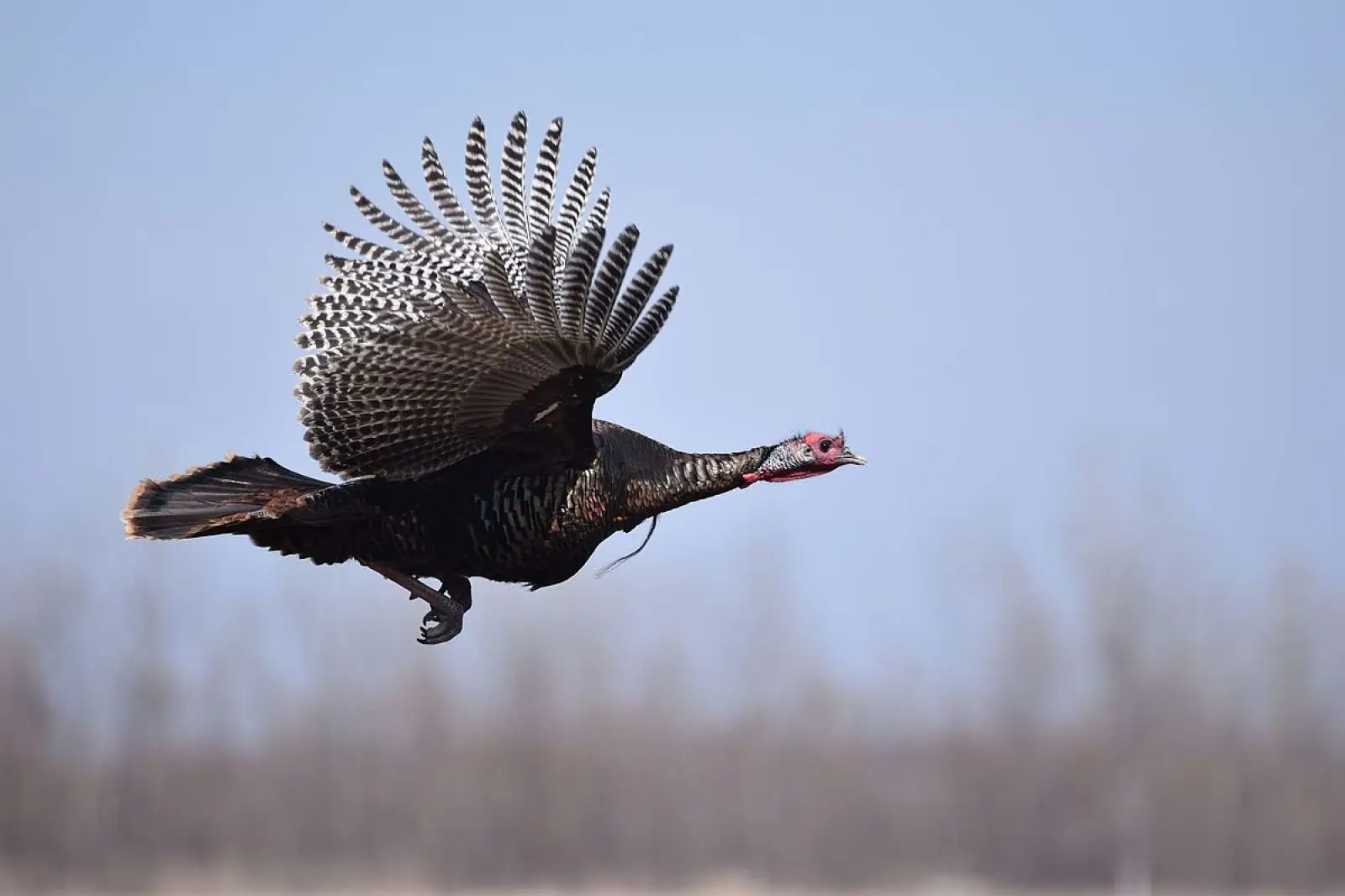 Wild-Turkey 31