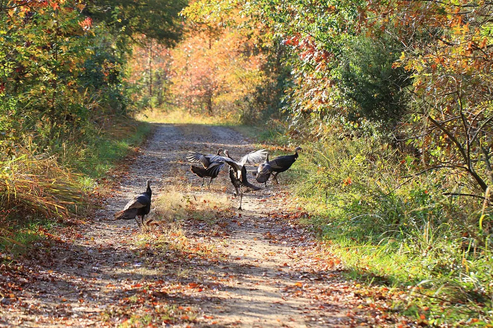 Wild-Turkey 32