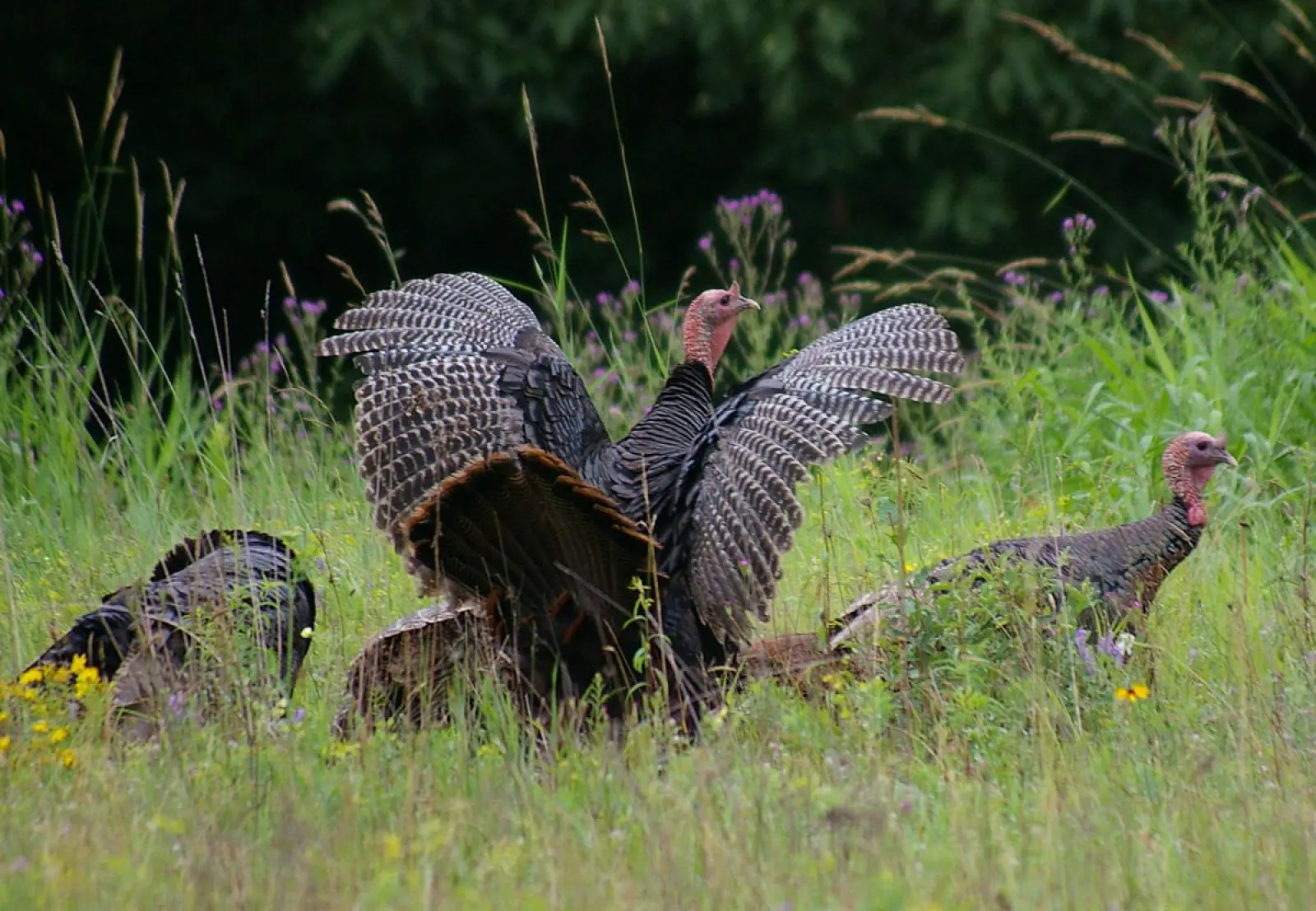 Wild-Turkey 33