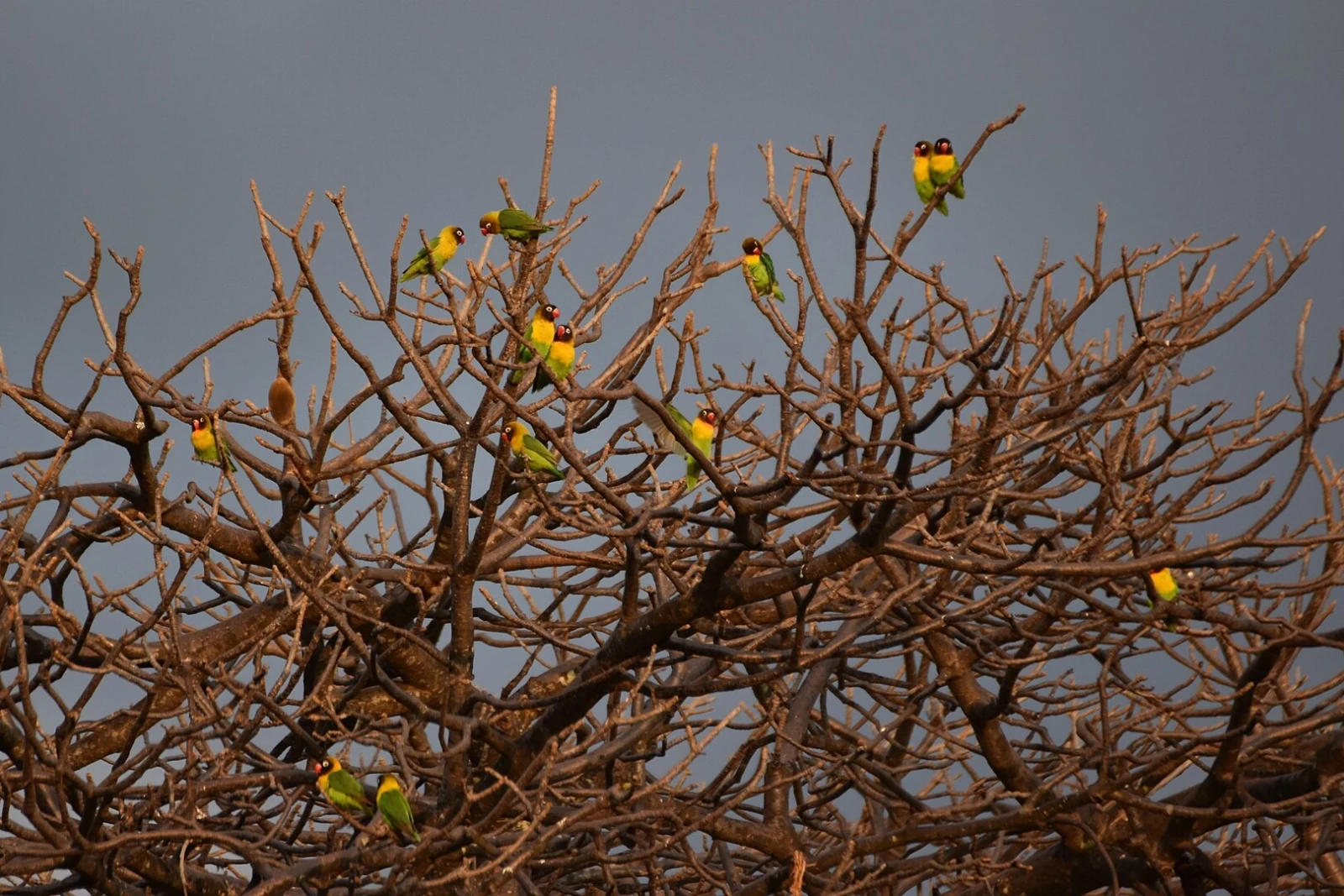 Yellow-Collared-Lovebird 02