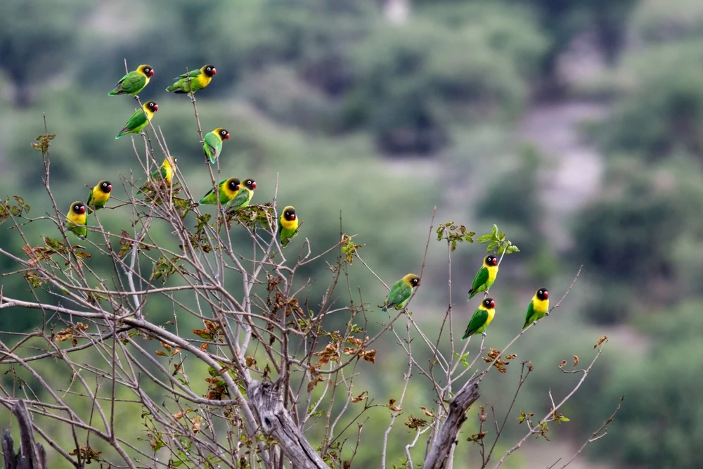Yellow-Collared-Lovebird 03
