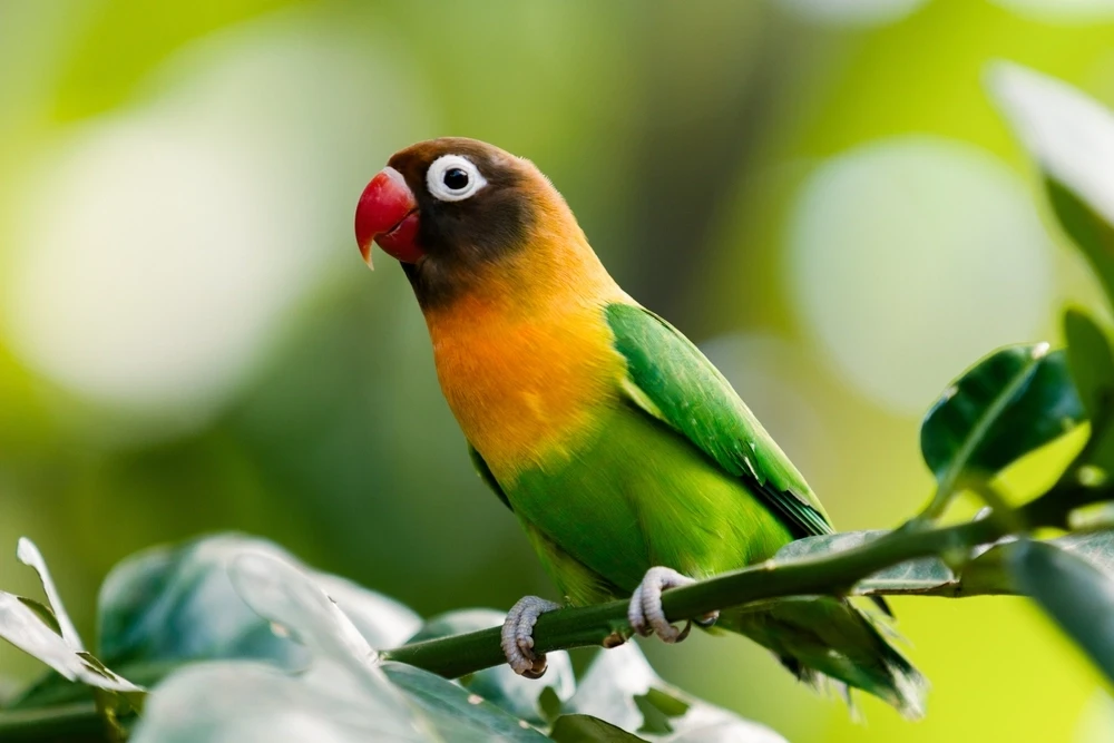 Yellow-Collared-Lovebird 05