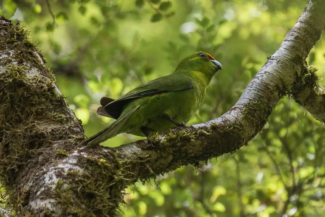 Kakariki à front jaune