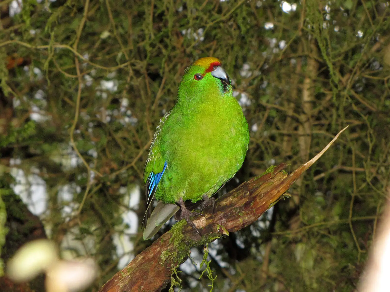 Kakariki à front jaune