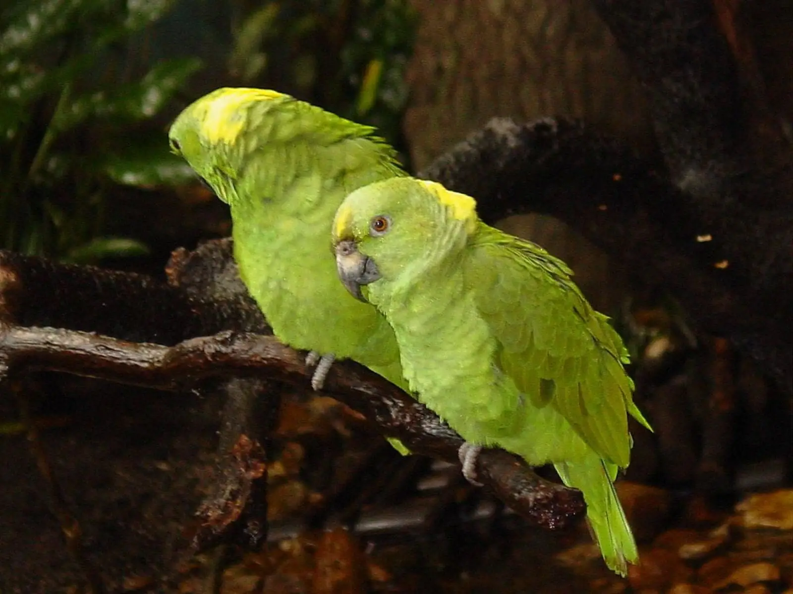 Yellow-Naped-Amazon 02