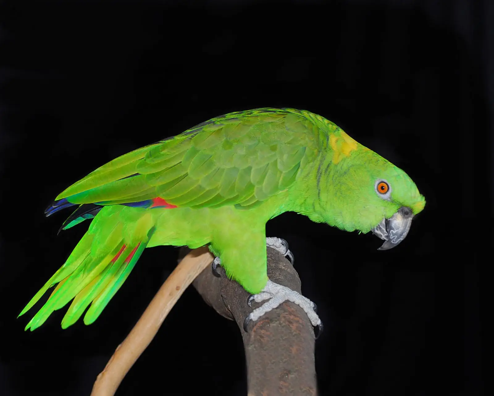Yellow-Naped-Amazon 03