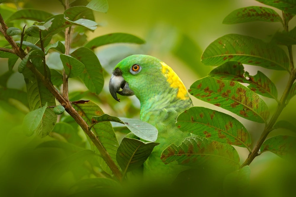 Yellow-Naped-Amazon 04
