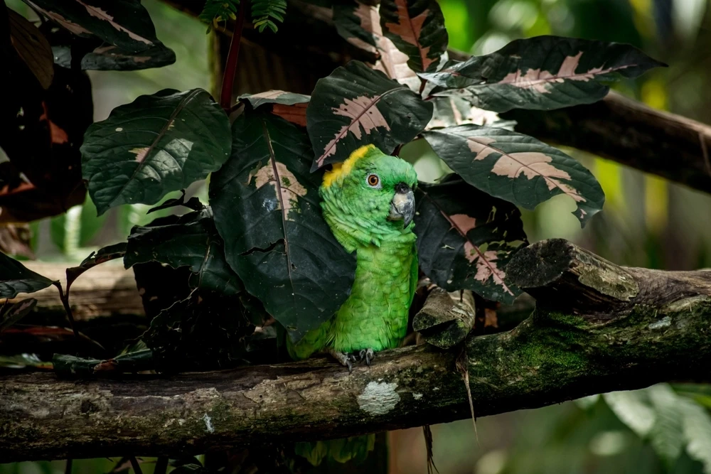 Yellow-Naped-Amazon 05